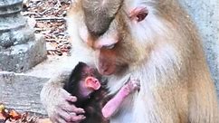 Newborn hybrid monkeys #cutemonkey | Cute Monkey