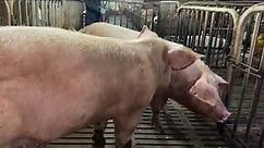 Natural breeding of a pig
