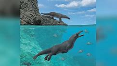 Ancient whales walked on four legs and moved like giant otters