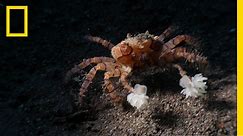Watch These Crabs Tear Their Living "Pom-Poms" to Shreds | National Geographic