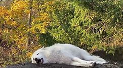 Amazing Wolf Howls Lying Down