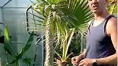 Palma Madagaskarska #Pachypodium #Lamera Pochodzi z Madagaskaru gdzie w naturalnych warunkach osiąga do 10 m wysokości. Kurde, jak to potem zmieścić w szklarni 4ro metrowej 😄#palma #ciekawerosliny #uprawa #palma #madagaskarska #rosliny #kwiaty #egzotyka | Sławek Bor
