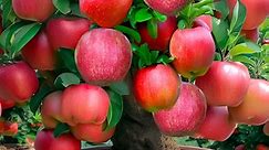Grow Apples Trees From Apples Fruits