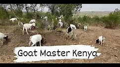 Boer, Savanna and Galla goat farming in Kenya