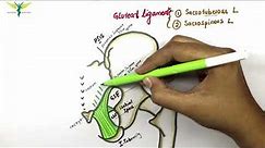 Gluteal ligaments | Sacrospinous and Sacrotuberous ligament | Anatomy | Knowing anatomy