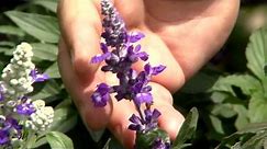 Evolution Violet salvia is new Super Plant