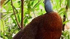 World Beautiful Peacock Amazing... - Amazing Wildlife TV