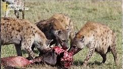 Documentary National Geographic Wild Secret Of Hyena Queens Real Life Hunting Nat Geo Wil