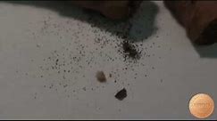 Tobacco Beetles