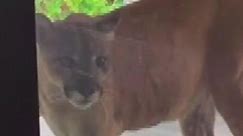 Rare Florida panther stares through woman's garden window | Offbeat News | Sky News