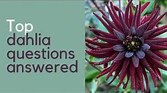 Growing dahlias - everything you need to know about how to choose and grow dahlias