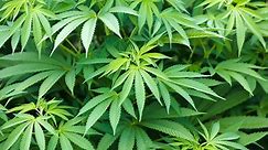 Productos de cannabis medicinal con más THC pueden aliviar el dolor crónico, revela estudio