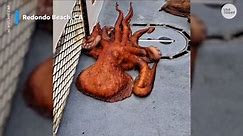 Octopus caught on fishing trip makes a run for it