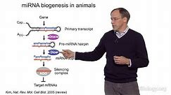 David Bartel (Whitehead Institute/MIT/HHMI) Part 1: MicroRNAs: Introduction to MicroRNAs