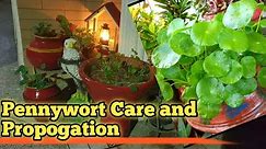 How to propagate Pennywort and its care
