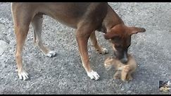 DOG ALMOST EAT THE CAT | DOG VS CAT