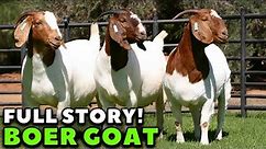 The incredible history of the Boer goat breed - Boer Goats Farming
