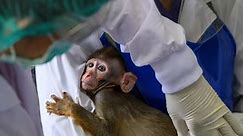Why Big Pharma can’t quit the lab monkey business
