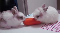 Funny Baby Bunny Rabbit Videos Compilation