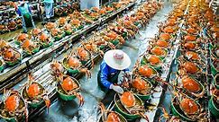 CANNED SEAFOOD Making Process from Crab, Tuna, Oyster, Prawn in Factory - Seafood Harvesting