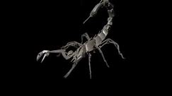 scorpion animation