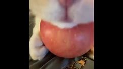 In 4th place - Cat With Apples: February 2024 Meme Of The Month