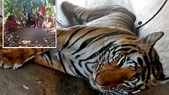 Man, grandson killed within hours of each other in separate tiger attacks