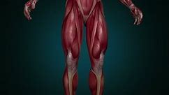 Muscular System lower body animation, with alpha. Camera rotation showing all the muscles, in slow motion. Alpha included in the second sequence.