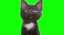 Confused cross eyed kitten meme green screen