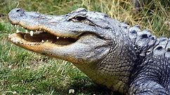 Alligator vs Crocodile: All 9 Differences Explained