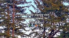 Will forever recommend visiting... - Tourism Vancouver Island
