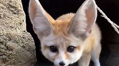 Adorable Fennec Foxes Explore
