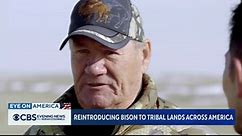 Montana Indian reservation seeks to restore bison populations