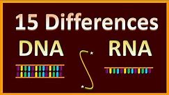 Difference Between DNA & RNA | Assignments & Exams