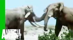 Elephant vs. Rhino | Animal Face-Off