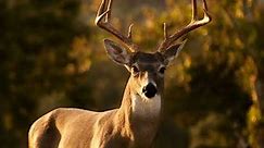 Whitetail Deer Buck Grunt - Breeding Grunt - Sound Only