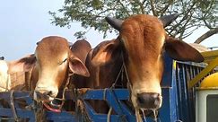 biggest cow, cow videos, cow unloading, cow video, goru hamba cow, big cow,Hamba Series