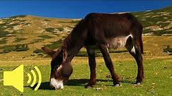 What does a Donkey sound like? (Farm Animal Sounds) - Animal Sounds