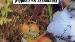 เห็ดลันเตา (Hypholoma capnoides) เป็นเห็ดที่กินได้ในตระกูล Strophariaceae แต่มีความคล้ายคลึงกับเห็ดที่เป็นพิษ มีความใกล้เคียงกันมาก ในตระกูล fasciculare เกิดเป็นกระจุก ขึ้นบนเนื้อไม้ที่ผุพังตัวอย่างเช่นในกระจุกบนตอไม้เก่าแก่ ใครก็ตามที่คิดจะกินเห็ดนี้จะต้องสามารถแยกแยะให้ได้ระหว่างกินได้กับกินไม่ได้ก่อนนะคะ สังเกตจากสีของก้าน ไล่มาจากหมวกดอกสีอ่อน ไปจนโคนดอกสีเข้ม และใต้หมวกเป็นครีบสีออกควันบุหรี่ หรือสีเทา และเกิดเป็นกระจุกตามตอไม้เก่า | มาดามบ้านนาสวีเดน คนบุรีรัมย์