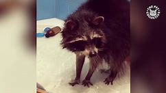 Raccoon Plays With Shower Head
