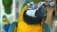 Papuga Ara Zwyczajna - Ara Ararauna