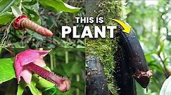27 Shocking Plants that Look like Penis | Weird Plants