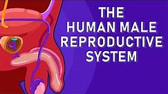 The Journey of Sperm: How the Male Reproductive System Works