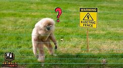 Zapped and Shocked by Electric fences - These shocked animals