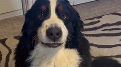 Dog Makes Funny Faces When His Cheeks Get Rubbed
