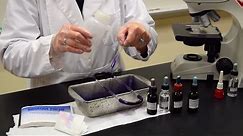 How to Perform a Gram Stain - MCCC Microbiology