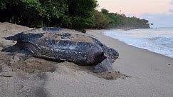 Facts: The Largest Sea Turtle | Leatherback Turtle