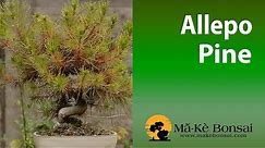 72) Aleppo pine - Pinus Halpensis - how to care for guide