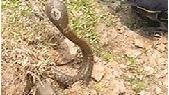 How the man caught the huge snake from the abandoned field