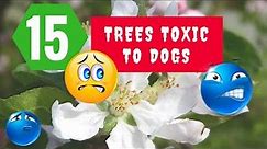 15 Trees Toxic to Dogs